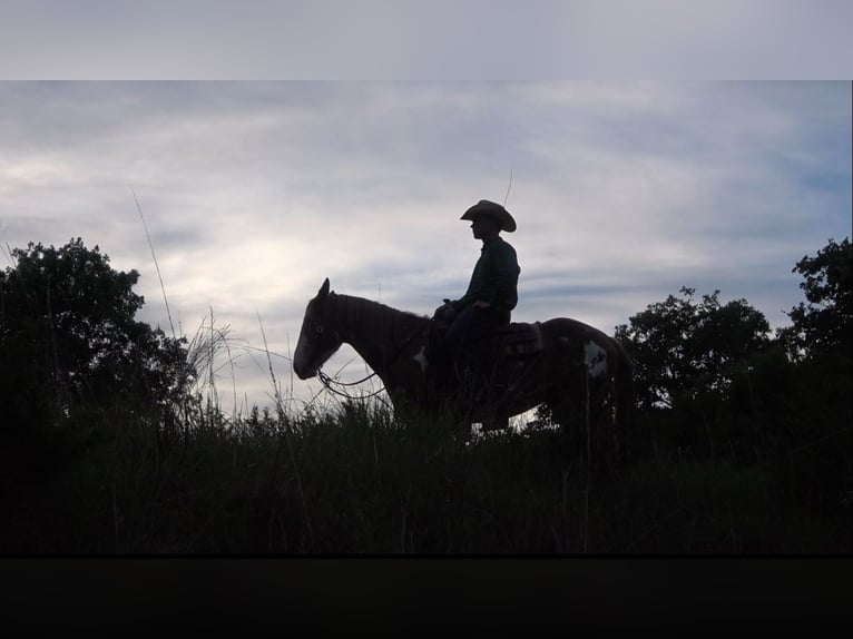 American Quarter Horse Mix Ruin 3 Jaar 145 cm Tobiano-alle-kleuren in Perkins
