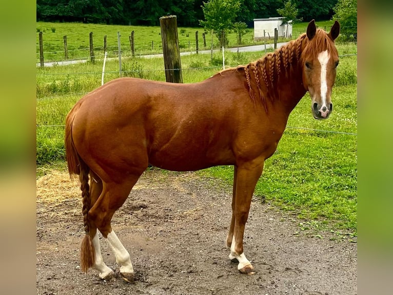 American Quarter Horse Ruin 3 Jaar 145 cm Vos in Wasserburg am Inn