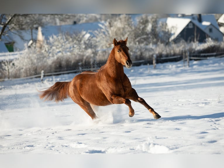 American Quarter Horse Ruin 3 Jaar 146 cm Red Dun in Erndtebrück
