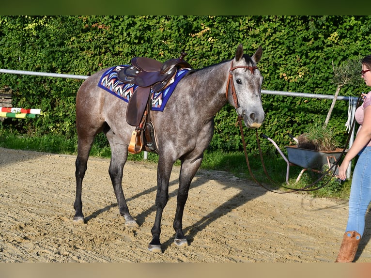 American Quarter Horse Ruin 3 Jaar 147 cm Appelschimmel in Geilenkirchen