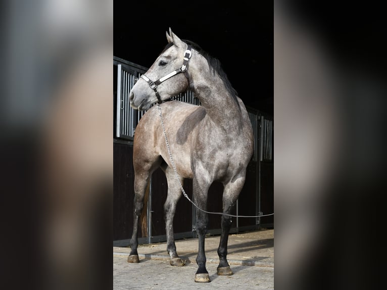 American Quarter Horse Ruin 3 Jaar 147 cm Appelschimmel in Geilenkirchen
