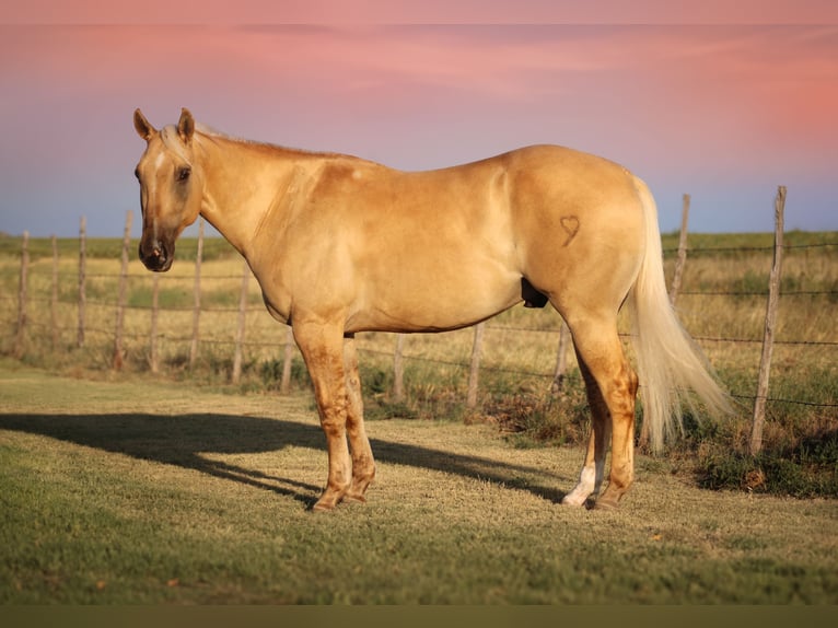 American Quarter Horse Ruin 3 Jaar 147 cm Dunalino in Amarillo