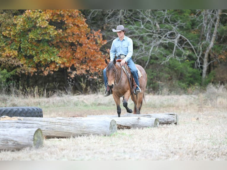 American Quarter Horse Ruin 3 Jaar 147 cm Roan-Bay in Cole Camp MO