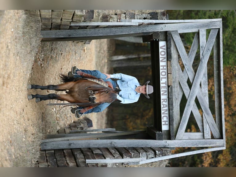 American Quarter Horse Ruin 3 Jaar 147 cm Roan-Bay in Cole Camp MO