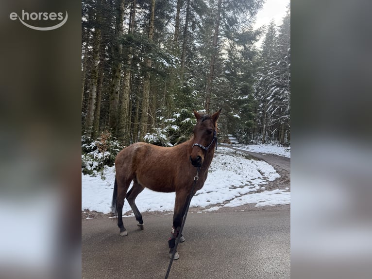 American Quarter Horse Ruin 3 Jaar 147 cm Roan-Bay in Sankt Georgen im Schwarzwald