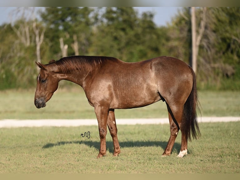 American Quarter Horse Ruin 3 Jaar 147 cm Roan-Red in Waco, TX