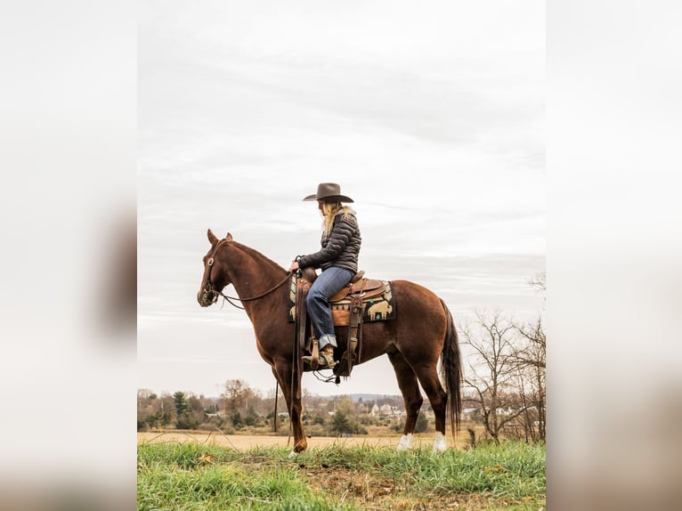 American Quarter Horse Ruin 3 Jaar 147 cm Roan-Red in Jonestown, PA