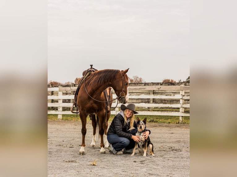 American Quarter Horse Ruin 3 Jaar 147 cm Roan-Red in Jonestown, PA