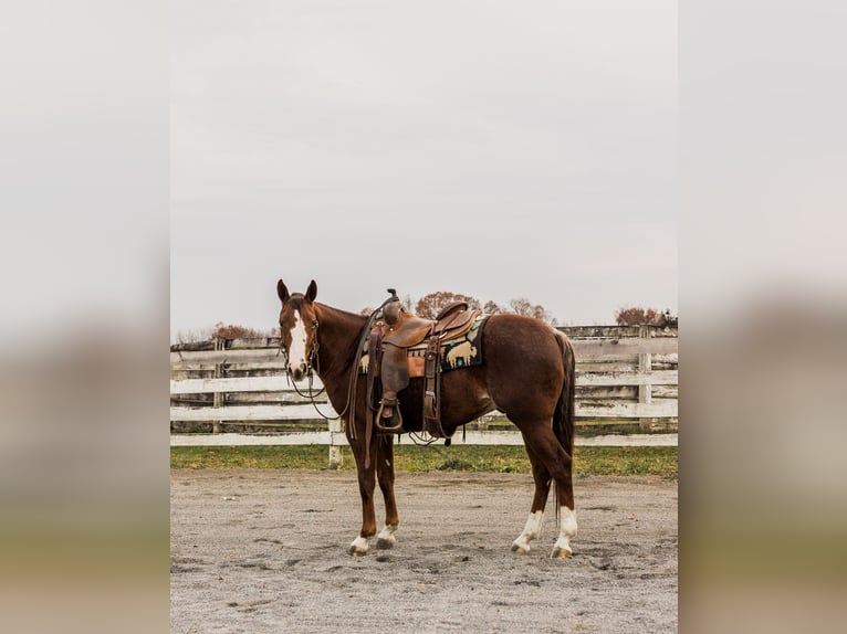 American Quarter Horse Ruin 3 Jaar 147 cm Roan-Red in Jonestown, PA