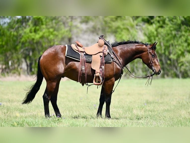 American Quarter Horse Ruin 3 Jaar 147 cm Roodbruin in Waco