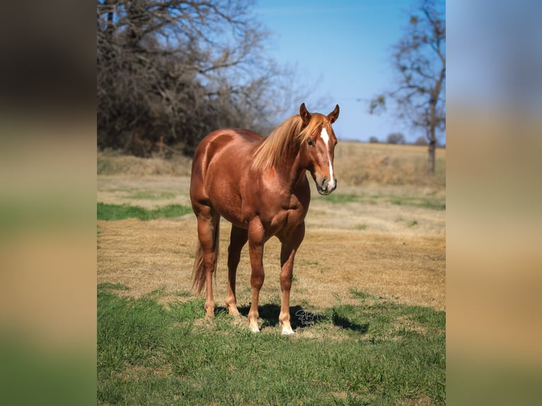 American Quarter Horse Ruin 3 Jaar 147 cm Roodvos in Stephenville
