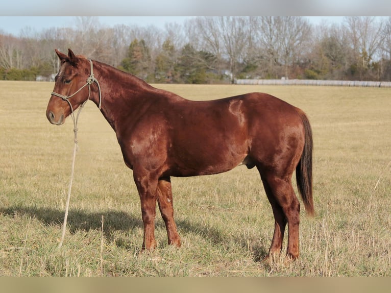 American Quarter Horse Ruin 3 Jaar 147 cm Roodvos in Mount Vernon