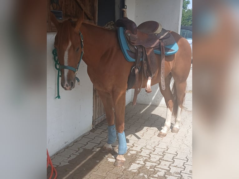 American Quarter Horse Ruin 3 Jaar 147 cm Vos in Wasserburg am Inn