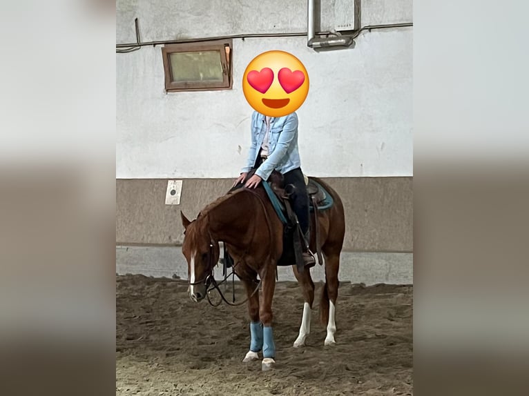 American Quarter Horse Ruin 3 Jaar 147 cm Vos in Wasserburg am Inn