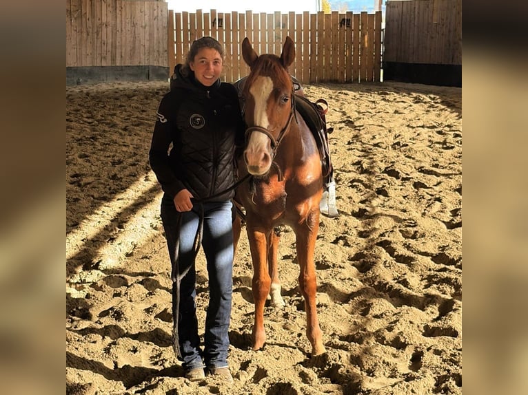 American Quarter Horse Ruin 3 Jaar 147 cm  in Kappelen
