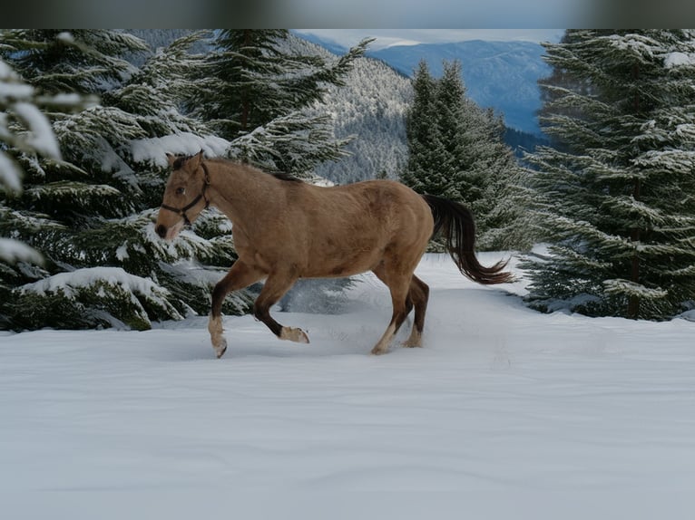 American Quarter Horse Ruin 3 Jaar 148 cm Buckskin in Reichweiler