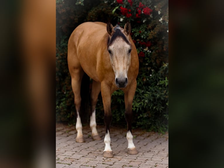 American Quarter Horse Ruin 3 Jaar 148 cm Buckskin in Reichweiler