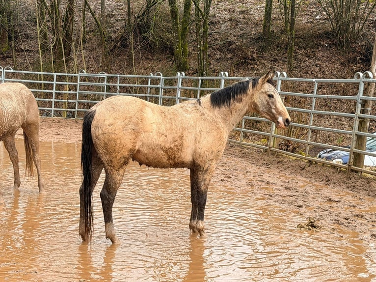American Quarter Horse Ruin 3 Jaar 148 cm Buckskin in Reichweiler
