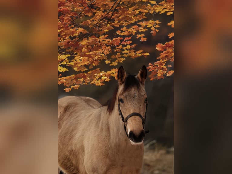 American Quarter Horse Ruin 3 Jaar 148 cm Buckskin in Reichweiler
