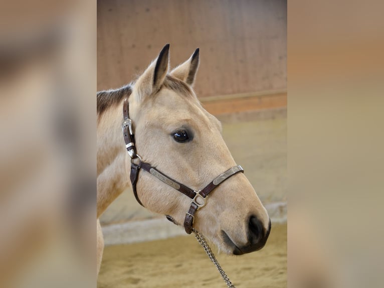 American Quarter Horse Ruin 3 Jaar 148 cm Buckskin in Lüdinghausen