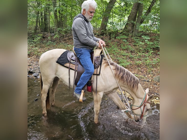 American Quarter Horse Ruin 3 Jaar 148 cm Champagne in Müglitztal American Quarter Horse Ruin 3 Jaar 148 cm Champagne in Müglitztal