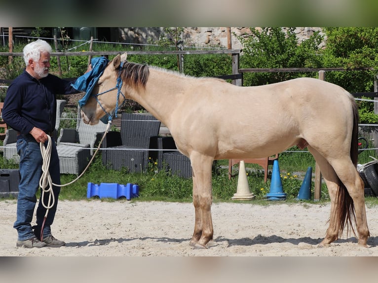 American Quarter Horse Ruin 3 Jaar 148 cm Champagne in Dohna