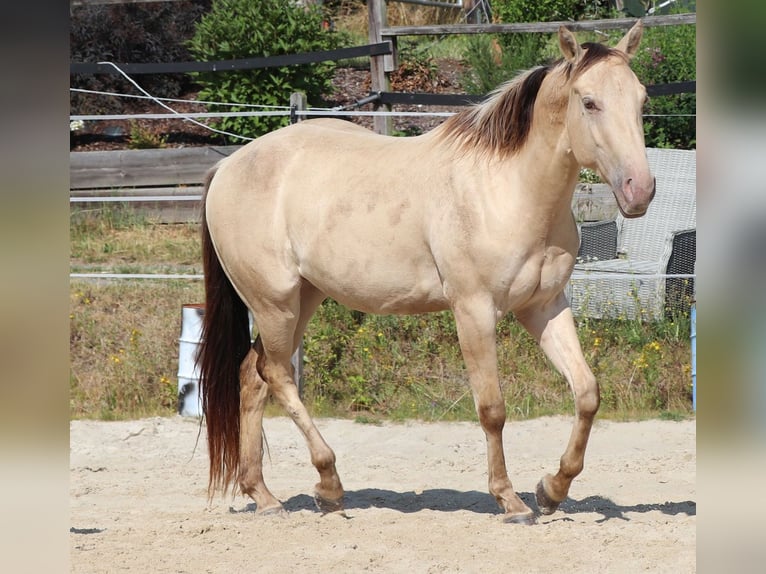 American Quarter Horse Ruin 3 Jaar 148 cm Champagne in Dohna