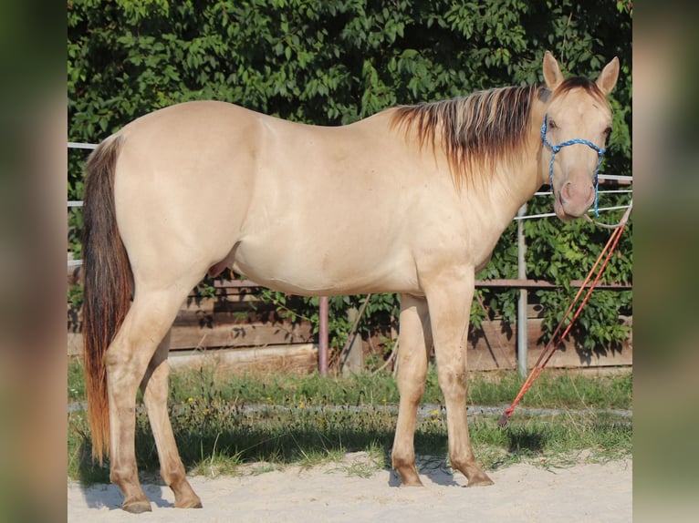 American Quarter Horse Ruin 3 Jaar 148 cm Champagne in Dohna