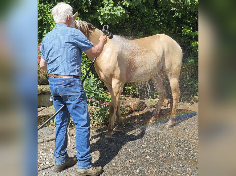 American Quarter Horse Ruin 3 Jaar 148 cm Champagne in Dohna