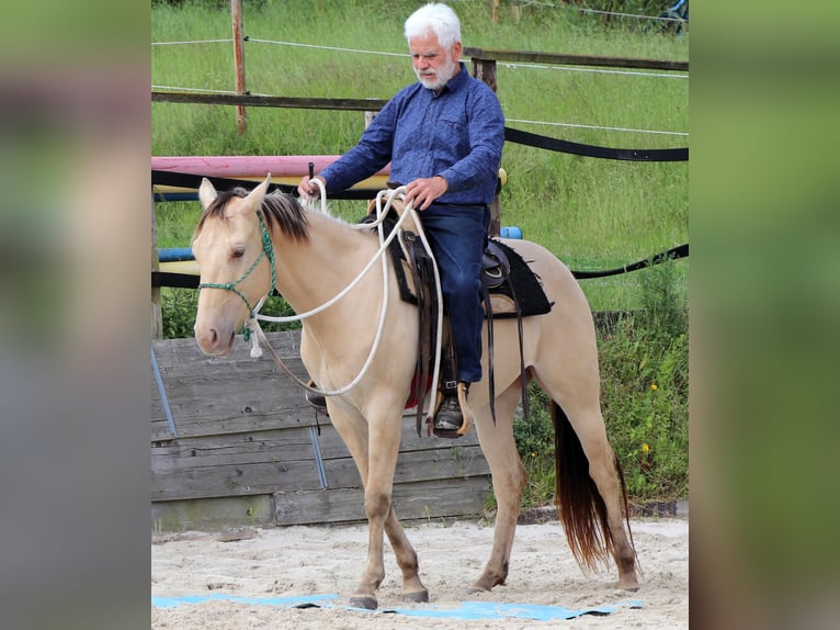 American Quarter Horse Ruin 3 Jaar 148 cm Champagne in Dohna
