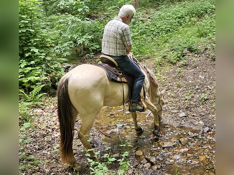 American Quarter Horse Ruin 3 Jaar 148 cm Champagne in Dohna