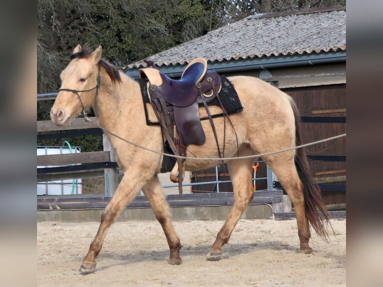 American Quarter Horse Ruin 3 Jaar 148 cm Champagne in Dohna