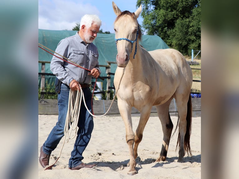 American Quarter Horse Ruin 3 Jaar 148 cm Champagne in Dohna