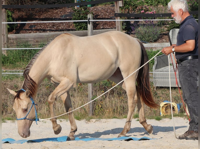 American Quarter Horse Ruin 3 Jaar 148 cm Champagne in Dohna