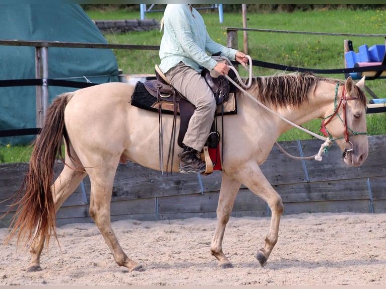 American Quarter Horse Ruin 3 Jaar 148 cm Champagne in Dohna