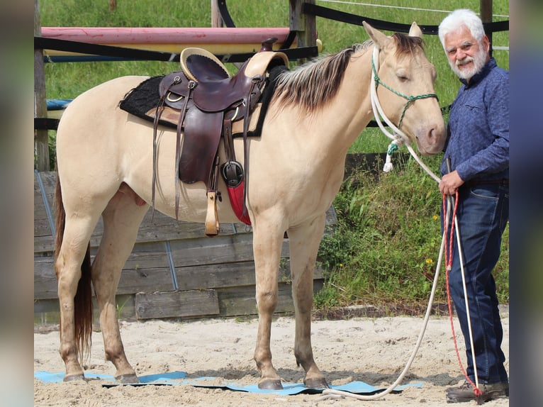 American Quarter Horse Ruin 3 Jaar 148 cm Champagne in Dohna