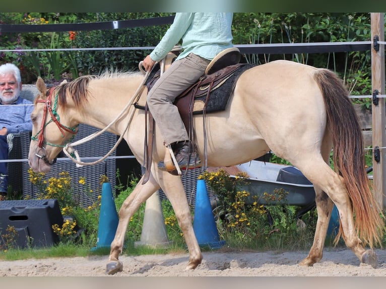 American Quarter Horse Ruin 3 Jaar 148 cm Champagne in Dohna