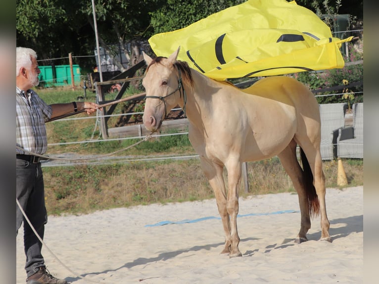 American Quarter Horse Ruin 3 Jaar 148 cm Champagne in Dohna