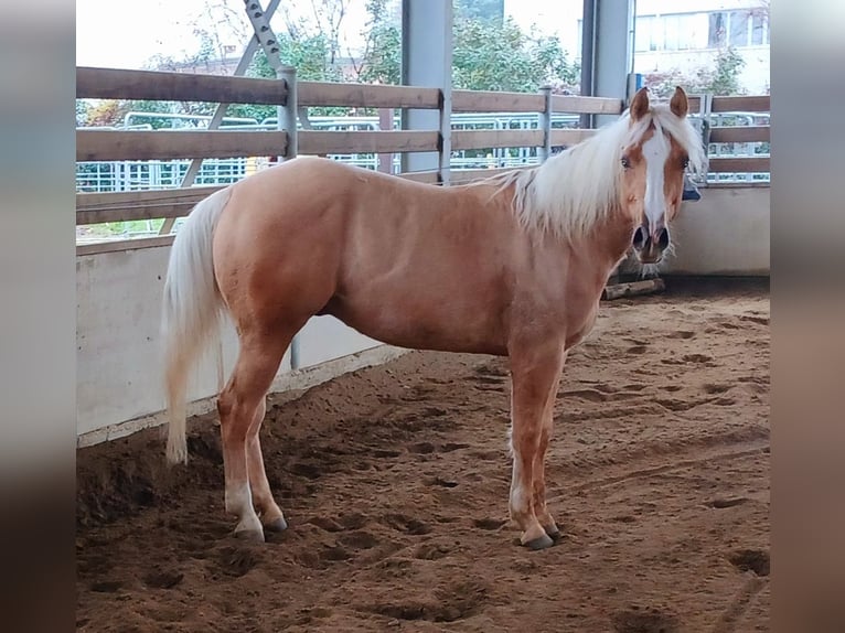 American Quarter Horse Ruin 3 Jaar 148 cm Palomino in Como