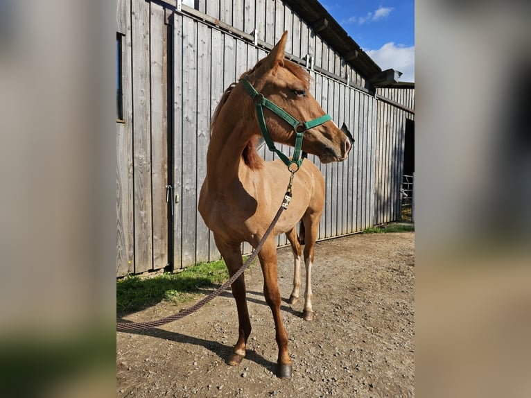 American Quarter Horse Ruin 3 Jaar 148 cm Red Dun in Steinen