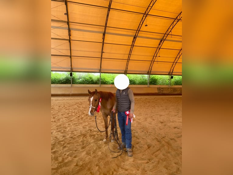 American Quarter Horse Ruin 3 Jaar 148 cm Red Dun in Steinen