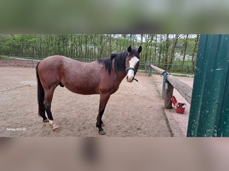 American Quarter Horse Ruin 3 Jaar 149 cm Roan-Bay in Ayl