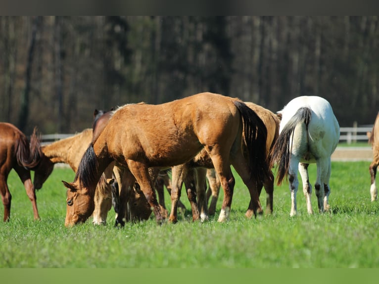 American Quarter Horse Ruin 3 Jaar 150 cm Bruin in Waldshut-Tiengen