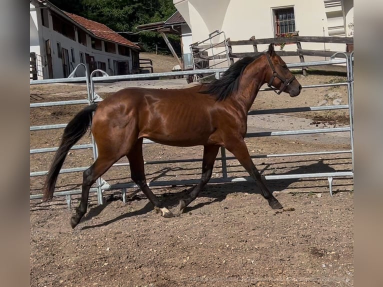American Quarter Horse Ruin 3 Jaar 150 cm Bruin in Oberdrauburg