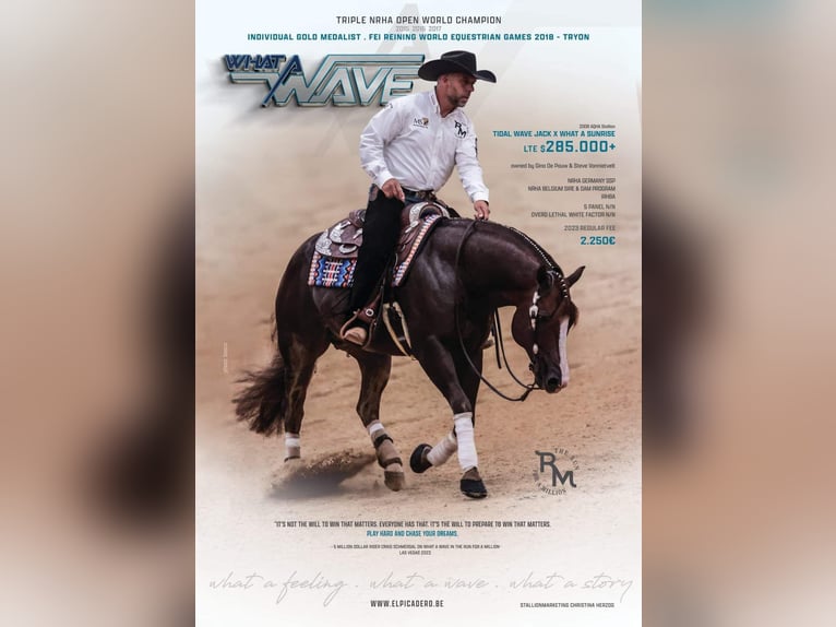 American Quarter Horse Ruin 3 Jaar 150 cm Bruin in Zerbst
