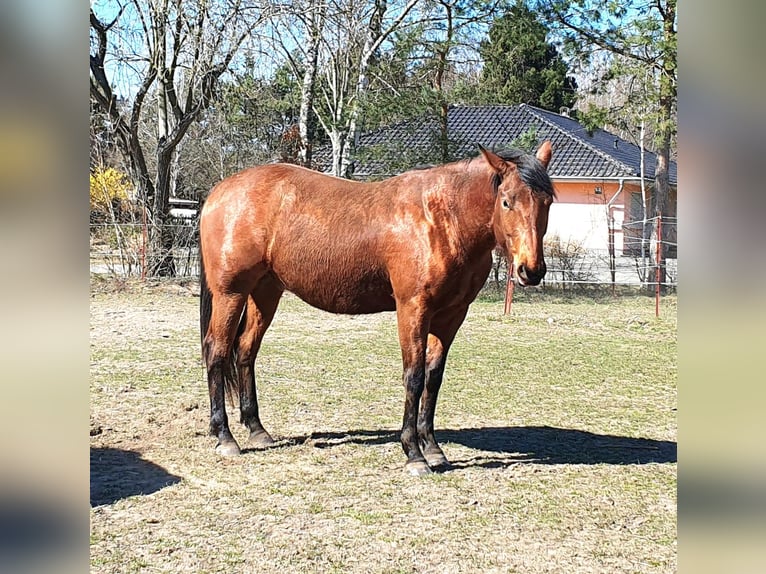 American Quarter Horse Ruin 3 Jaar 150 cm Bruin in Zerbst