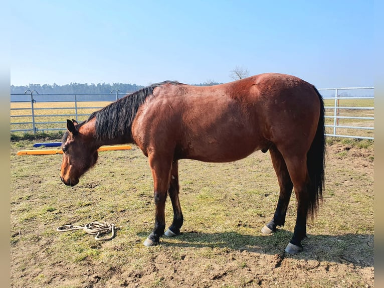American Quarter Horse Ruin 3 Jaar 150 cm Bruin in Zerbst