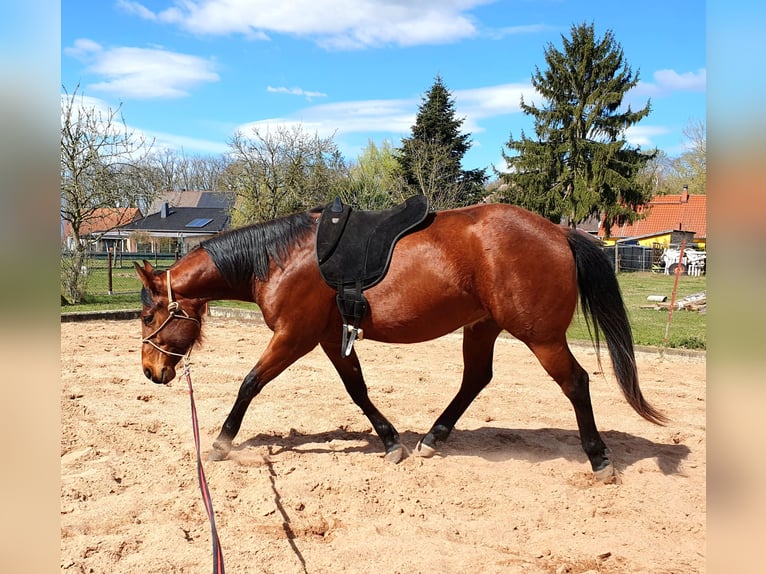 American Quarter Horse Ruin 3 Jaar 150 cm Bruin in Zerbst