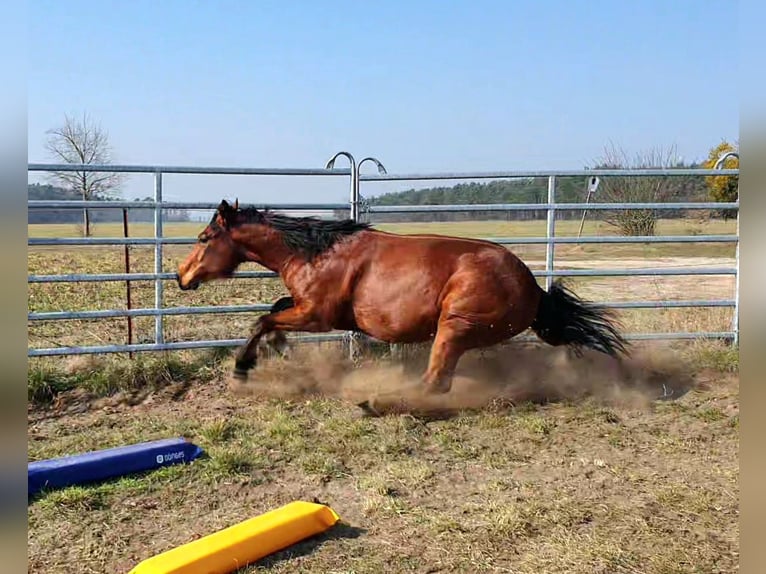 American Quarter Horse Ruin 3 Jaar 150 cm Bruin in Zerbst