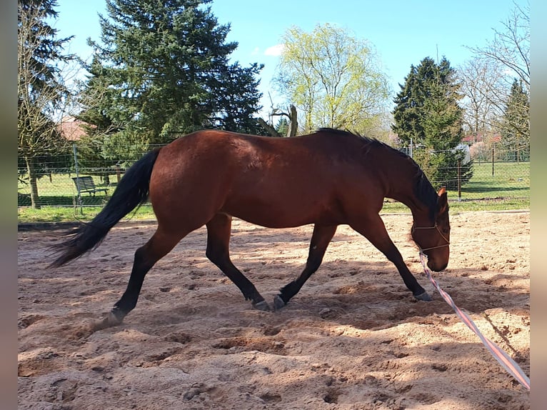 American Quarter Horse Ruin 3 Jaar 150 cm Bruin in Zerbst